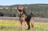 AIREDALE TERRIER 217